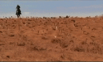cat herding